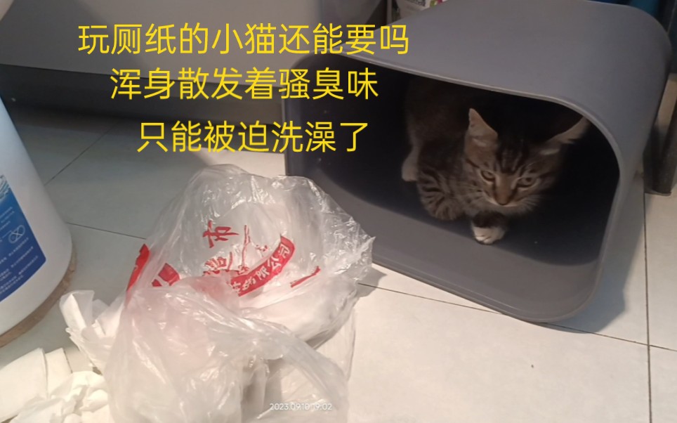 养猫就养狸花猫,每天给你带来惊奇,在厕所垃圾桶里翻滚,说它几句满脸不服还白楞我.哔哩哔哩bilibili