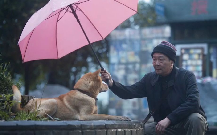 [图]人类的世界往往都很精彩，可狗狗的世界里只有主人