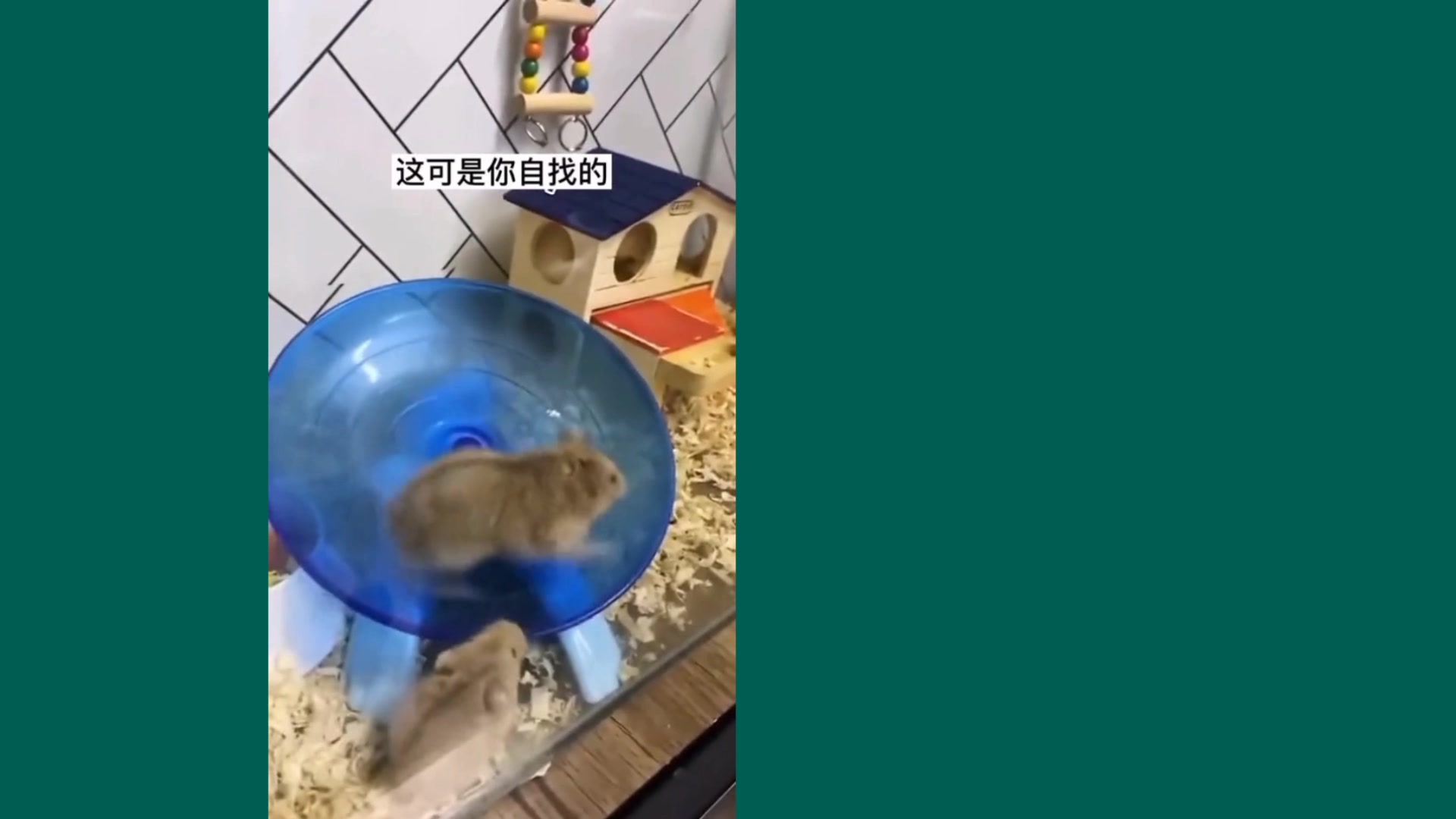 搞笑動物,動物沙雕迷惑行為1