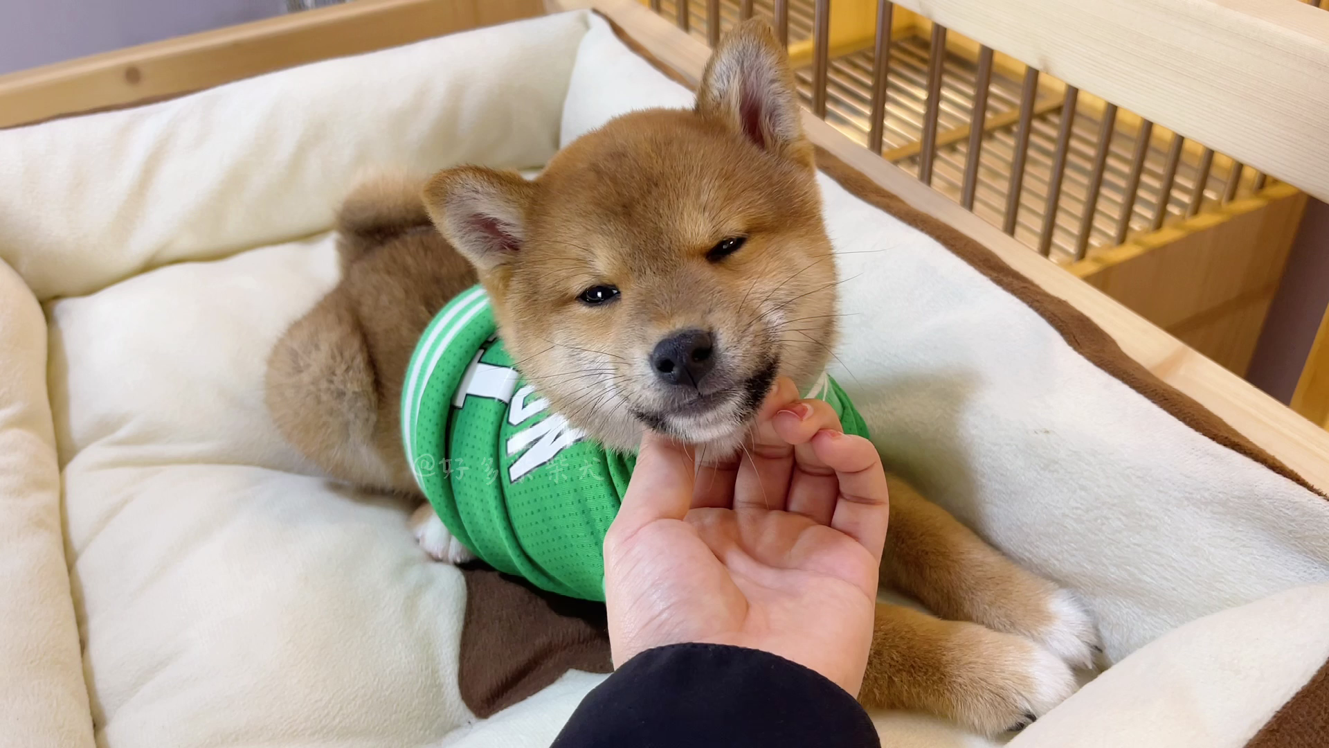 乖乖被rua的小柴犬～全程微笑脸06#柴