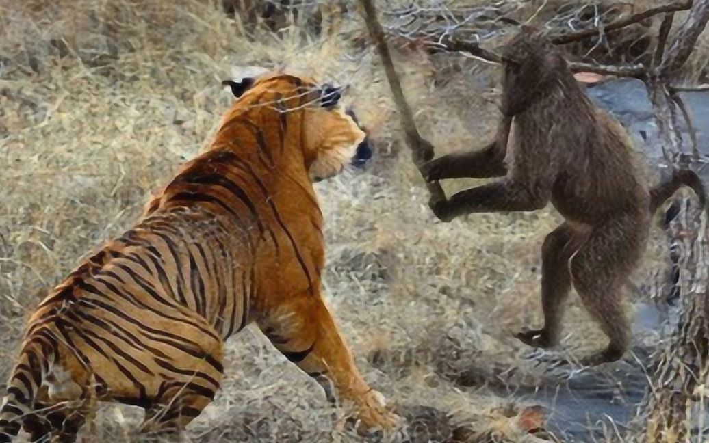 老虎上树捕杀猴子,谁知却被猴子算计,镜头记录精彩瞬间!