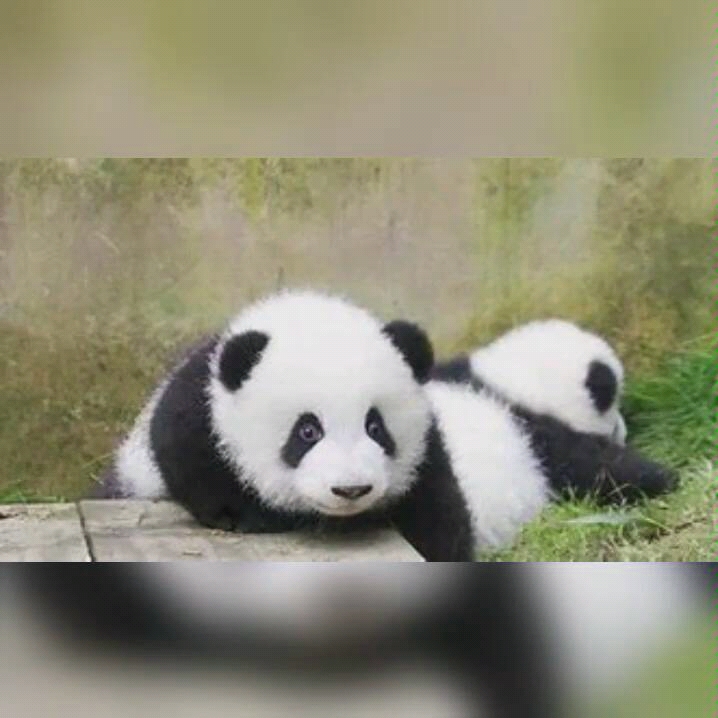 熊猫萌兰,么么儿