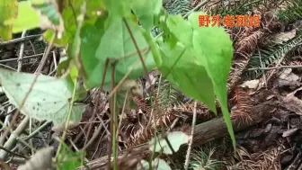 下载视频: 摸进一个山坳里，瀑布边黄精林立，还挖到2棵超大淫羊藿