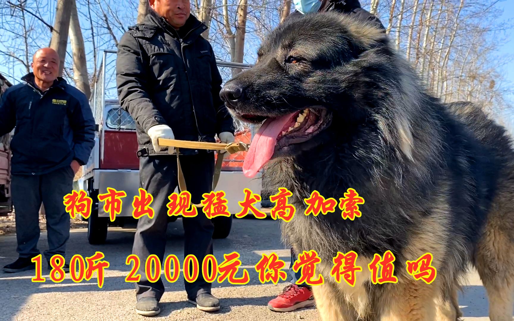 農村狗市出現180斤猛犬高加索,主人喊價20000元,大家看值多少錢