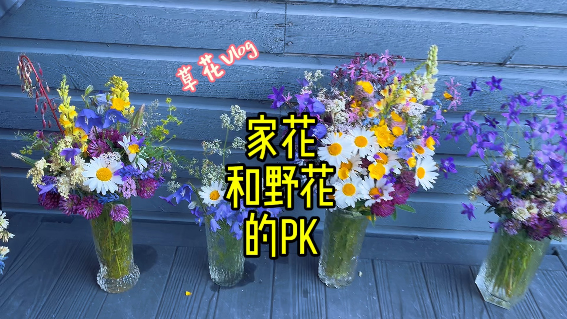 家花和野花的PK,你更喜欢哪一种?哔哩哔哩bilibili