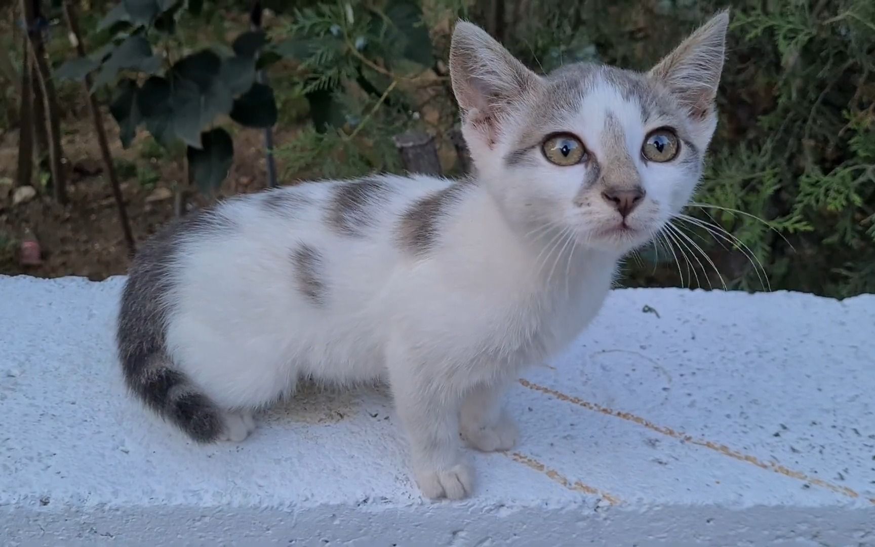 [图]This little kitten contains so much sweetness.