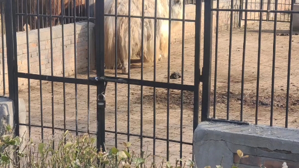 保定動物園一遊