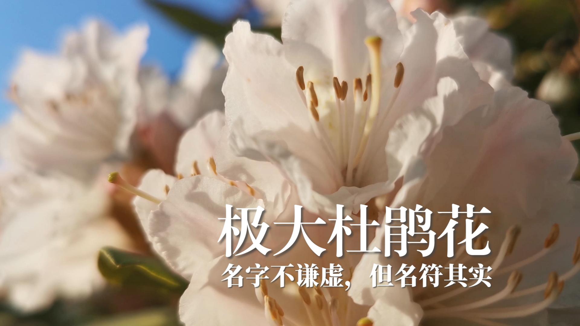 [图]植物 | 极大杜鹃花