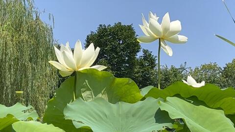 白莲花 白莲花 白莲花 三伏酷暑荷香阵阵 不知为何将她污名化 哔哩哔哩 Bilibili