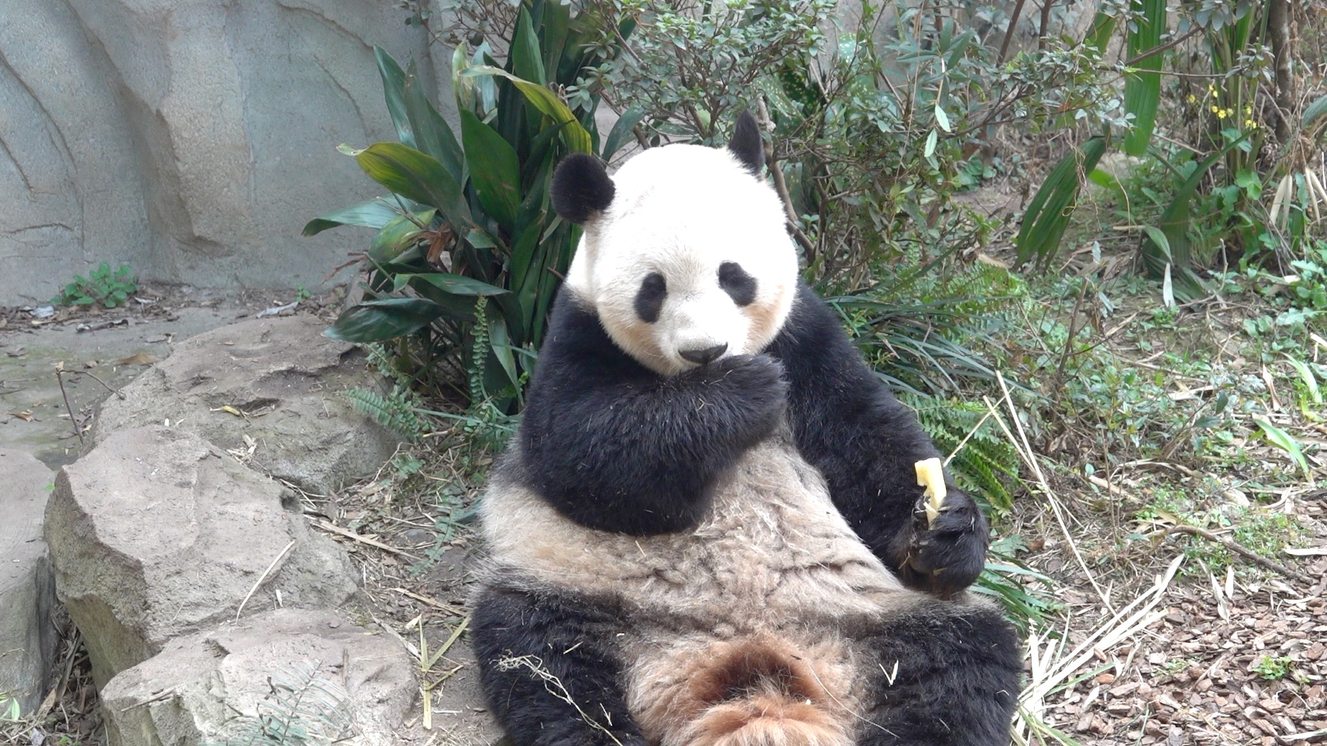 大熊猫晶晶被素质低下的游客投喂了甘蔗_哔哩哔哩_bilibili