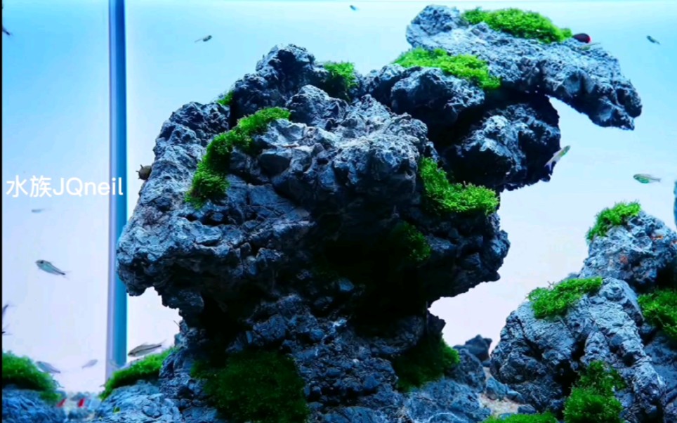 大师级的草缸造景—意境8