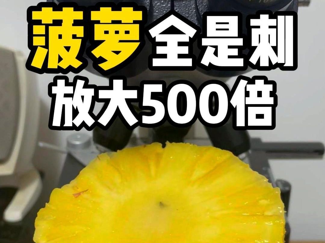 菠萝放大500倍看,全是刺,怪不得要泡盐水吃哔哩哔哩bilibili