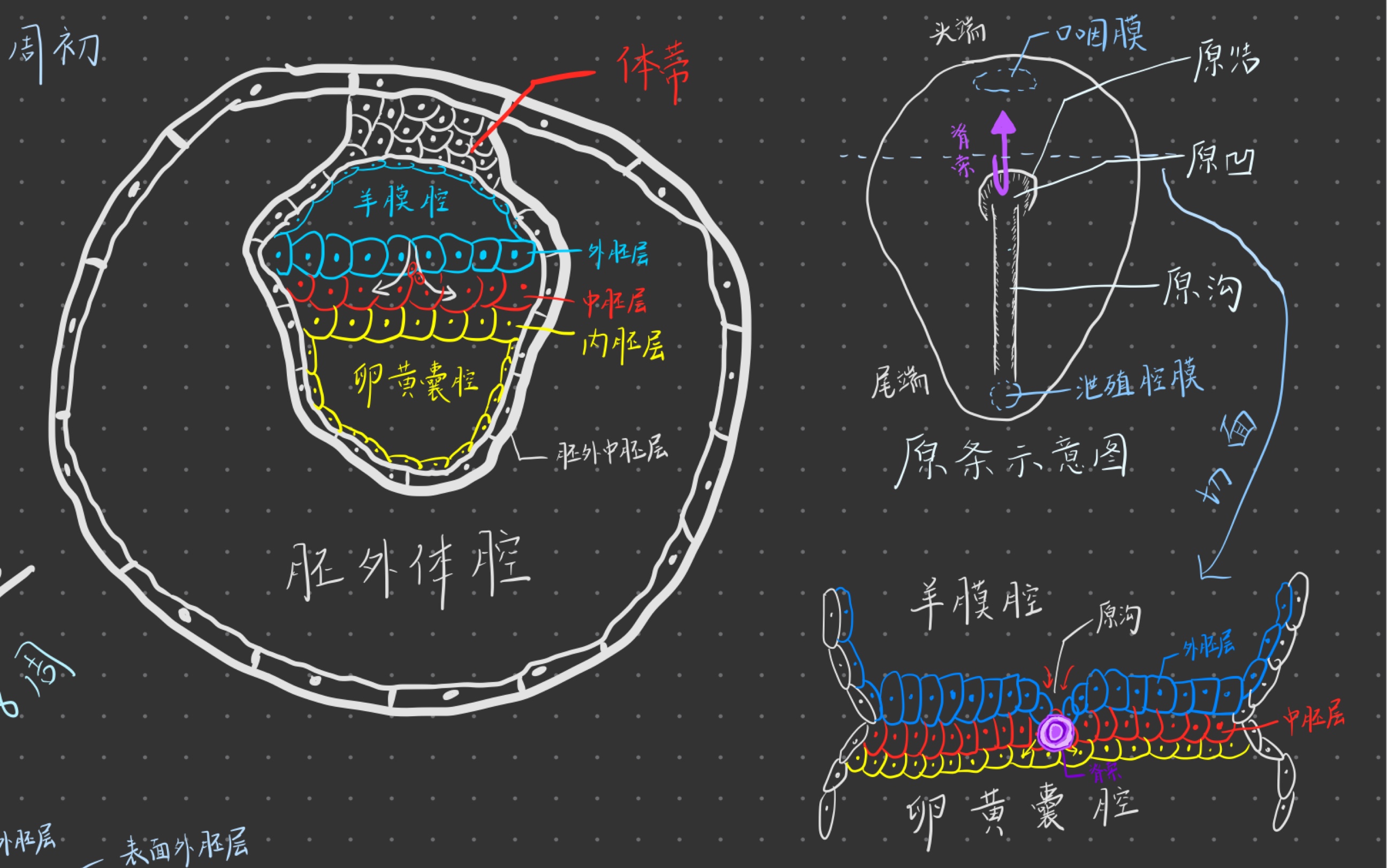 [图]手绘还原胚胎学~1~胚胎发生总论