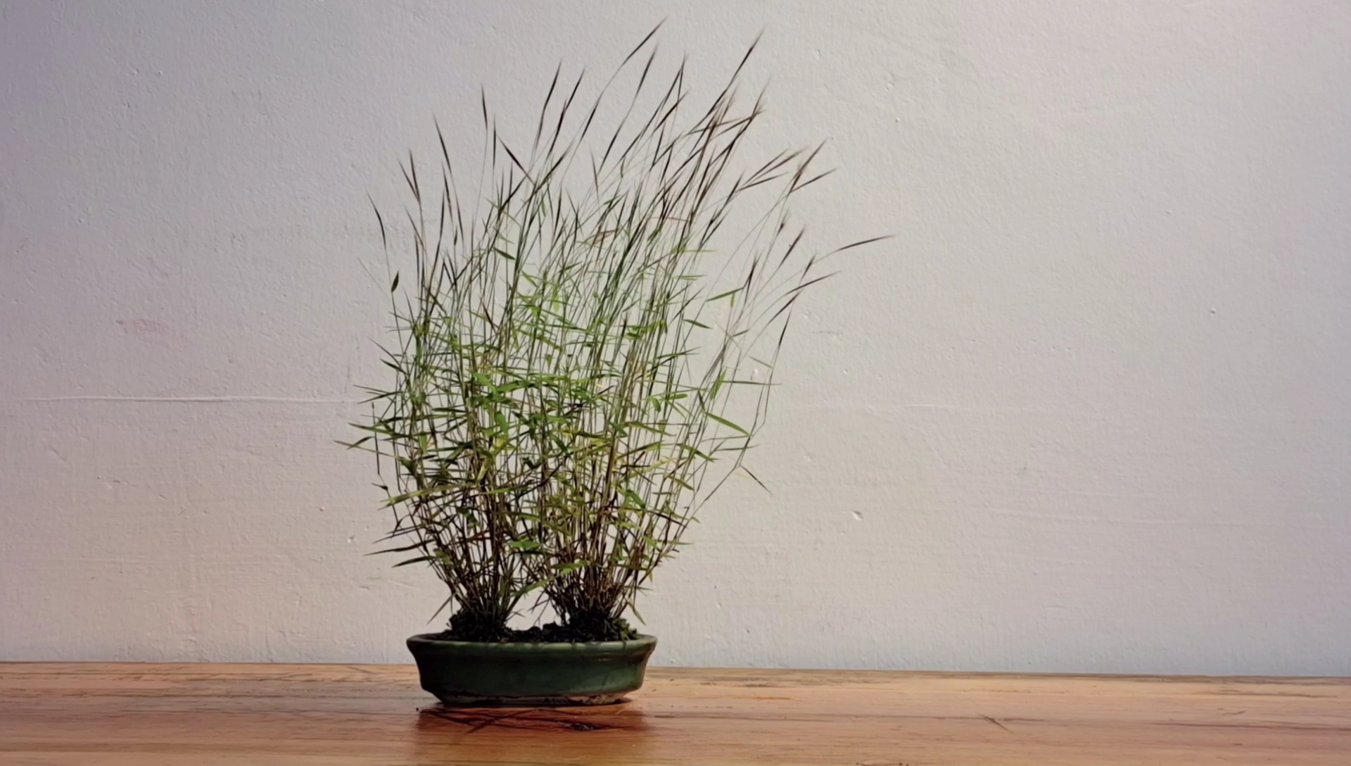 [物园]夏天的风,金丝草开花啦_哔哩哔哩 (゜-゜)つロ 干杯~-bilibili