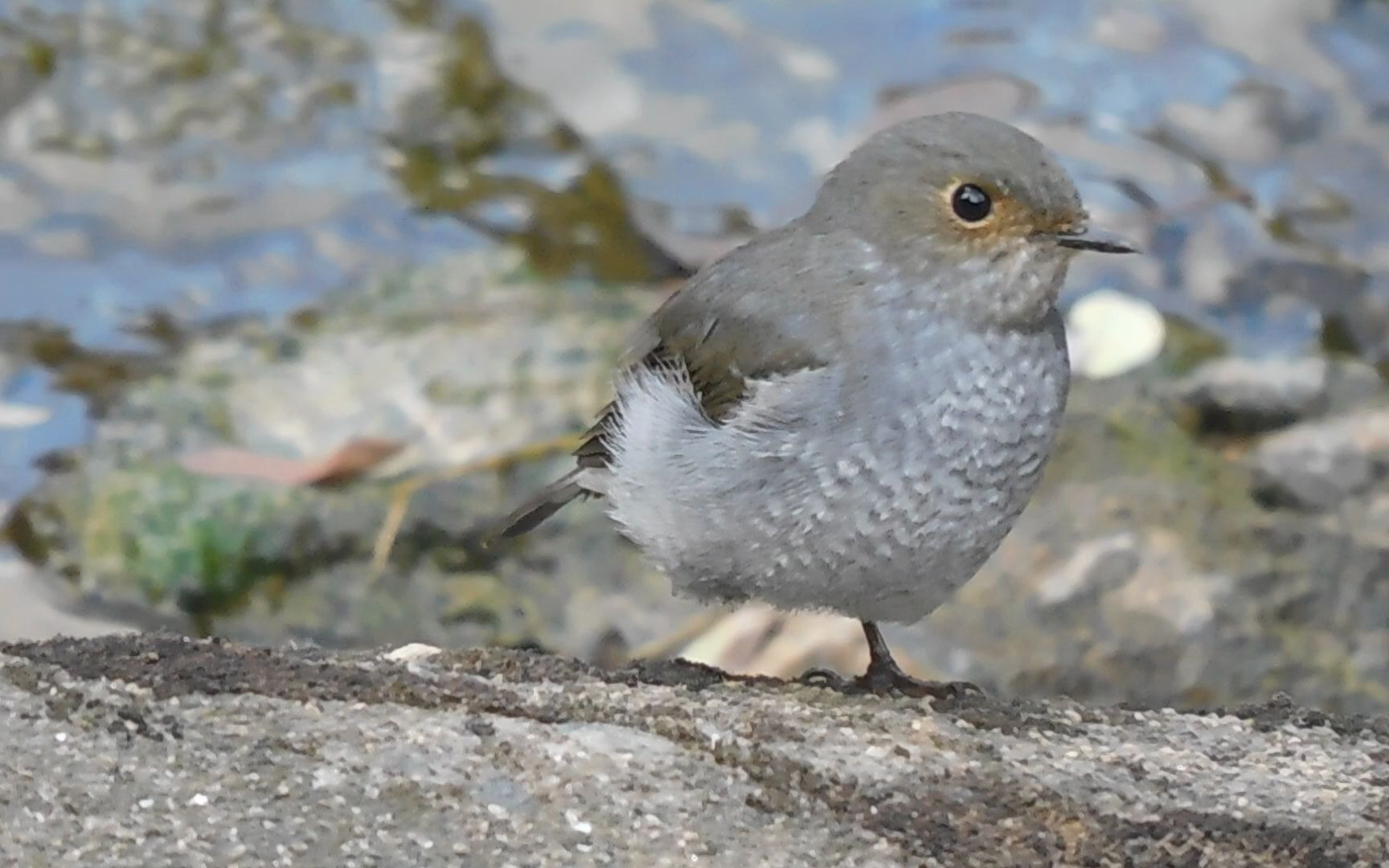 红尾水鸲,单脚站立