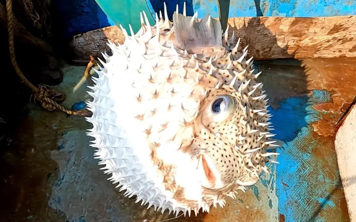 国外高手深海钓鱼,意外抓到大肚子河豚鱼,生气肚子和皮球一样