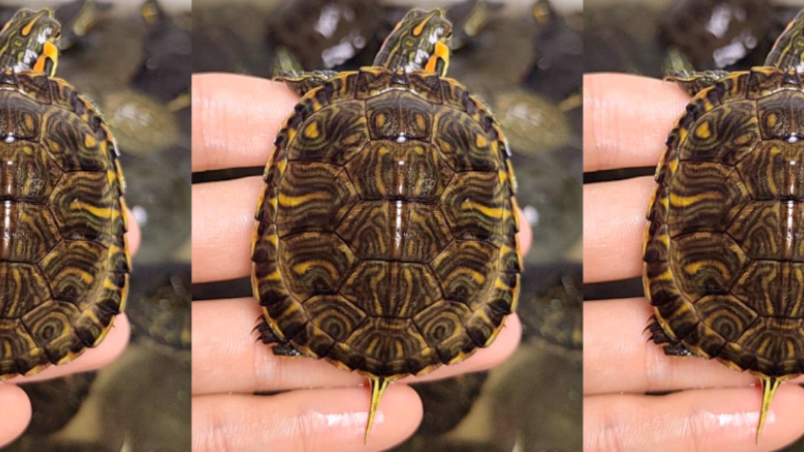 (75)渐变色头纹小黄耳巴西杂龟