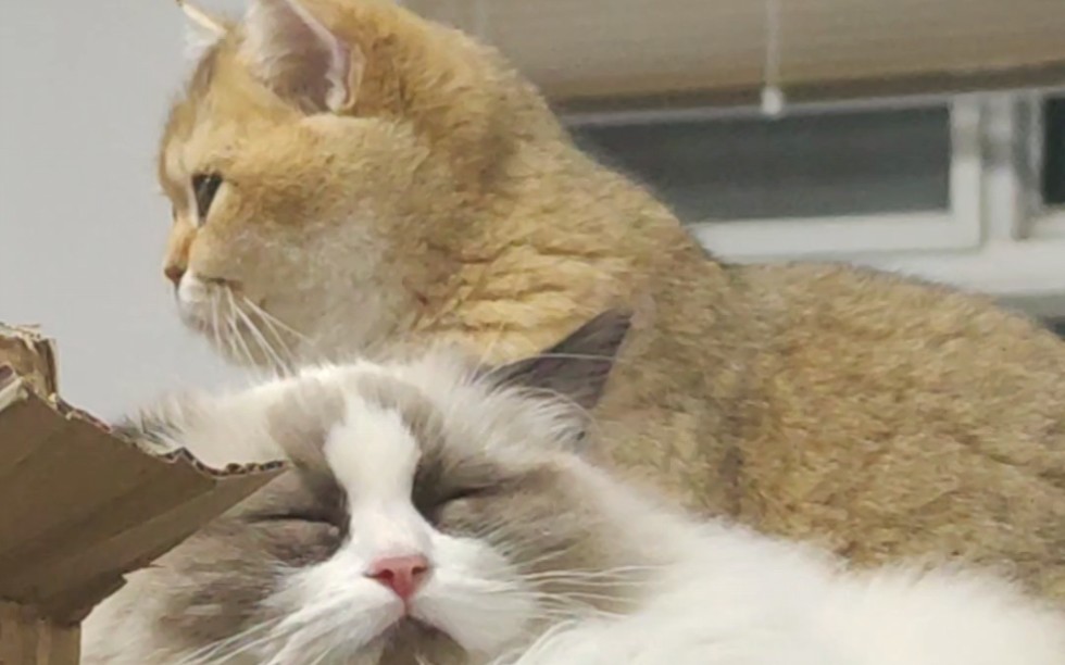 一山不容二虎 一盒可呆两猫