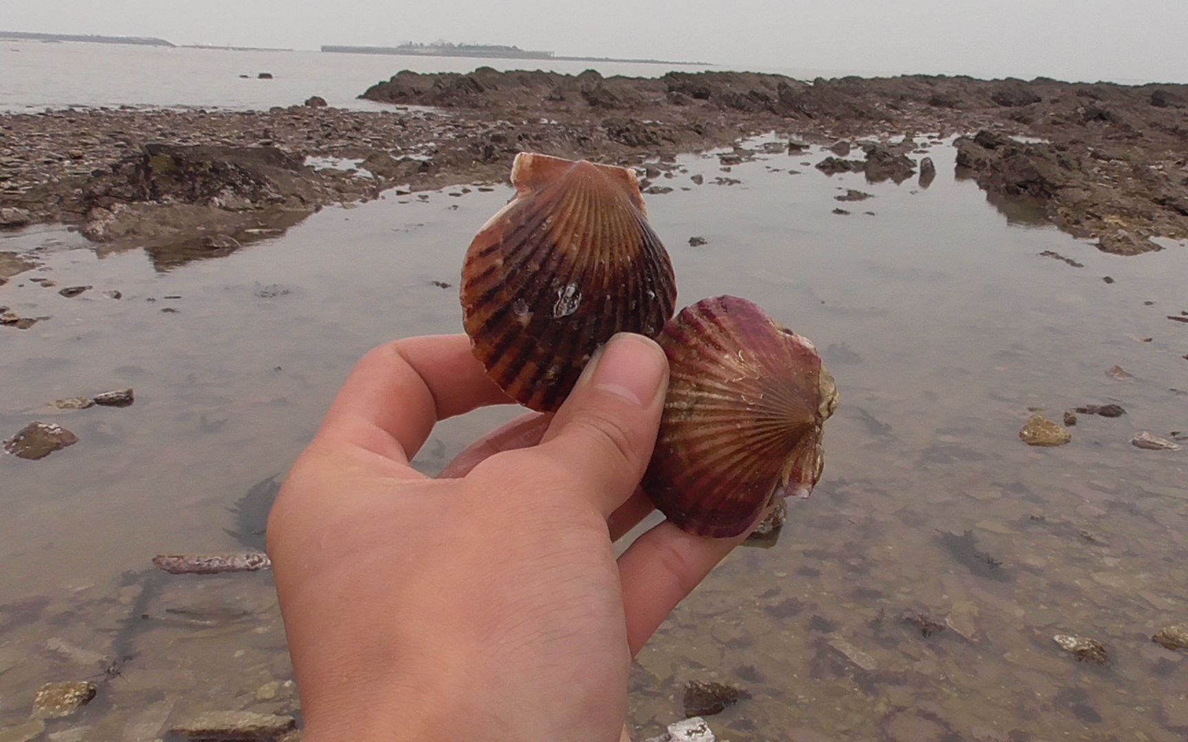 海边如此宁静,收获了好多野生扇贝,真是太过瘾了
