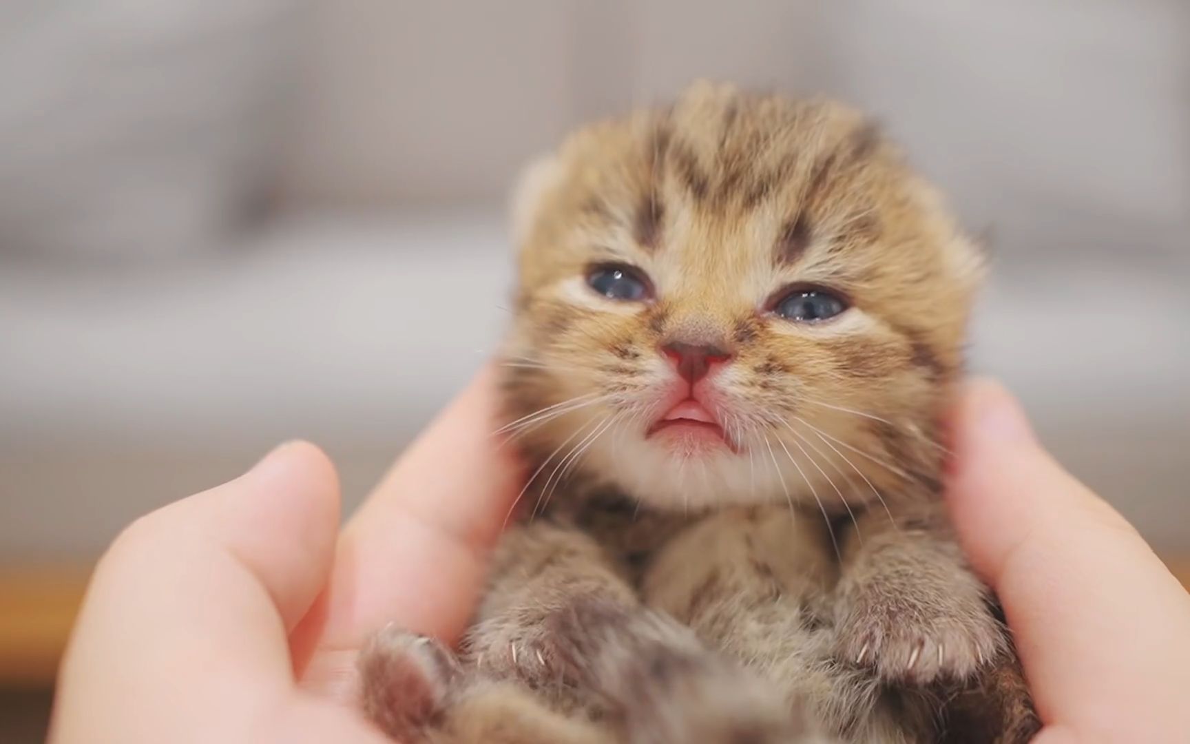 小可爱开眼第一次看世界很懵懂!奶猫成长第九天