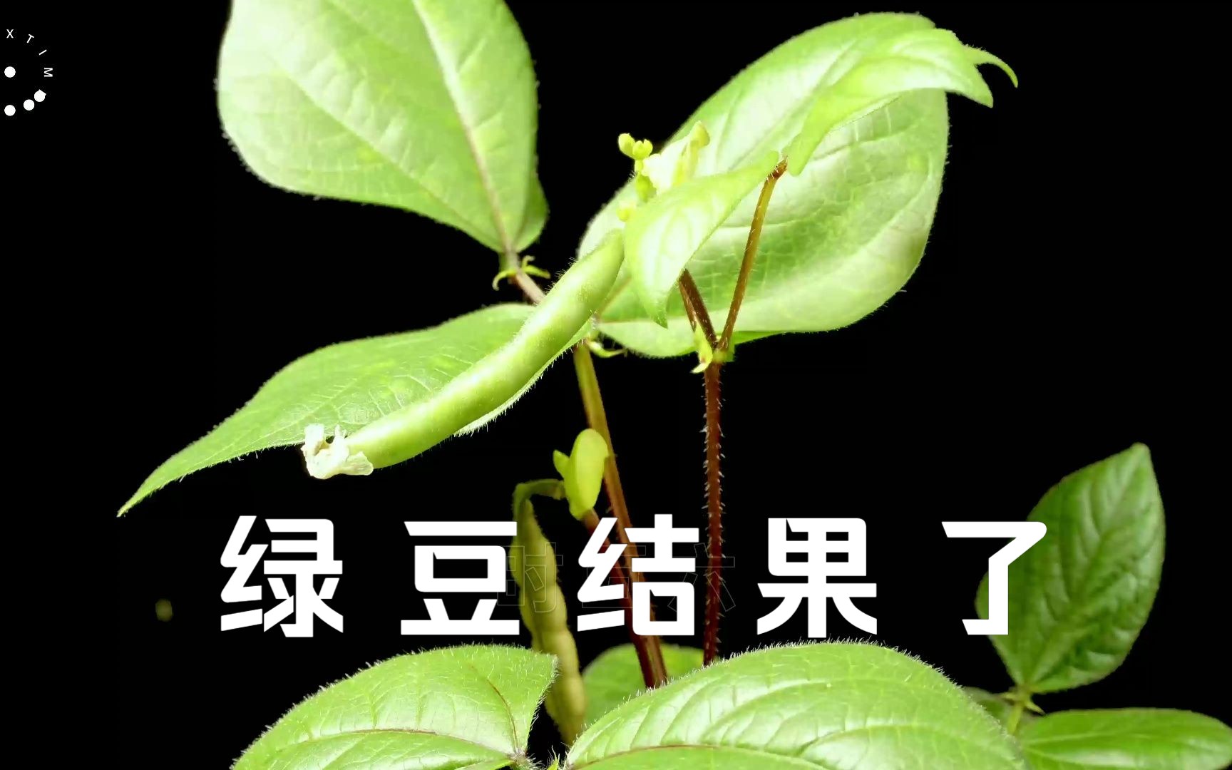 [图]【绿豆结果未加速纯享版】我种植了超市买的食用绿豆结果了。