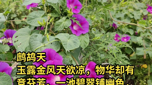 [图]鹧鸪天玉露金风天欲凉，物华却有竞芬芳。一池碧翠铺幽色，数朵鲜葩送暗香。风细碎，意绵长，紫罍怯怯舞霓裳。此中好景寻常见，何必周折向远乡？