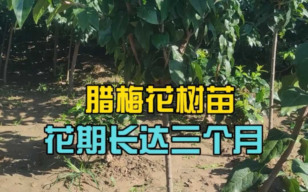 腊梅花树苗花期长达三个月哔哩哔哩bilibili