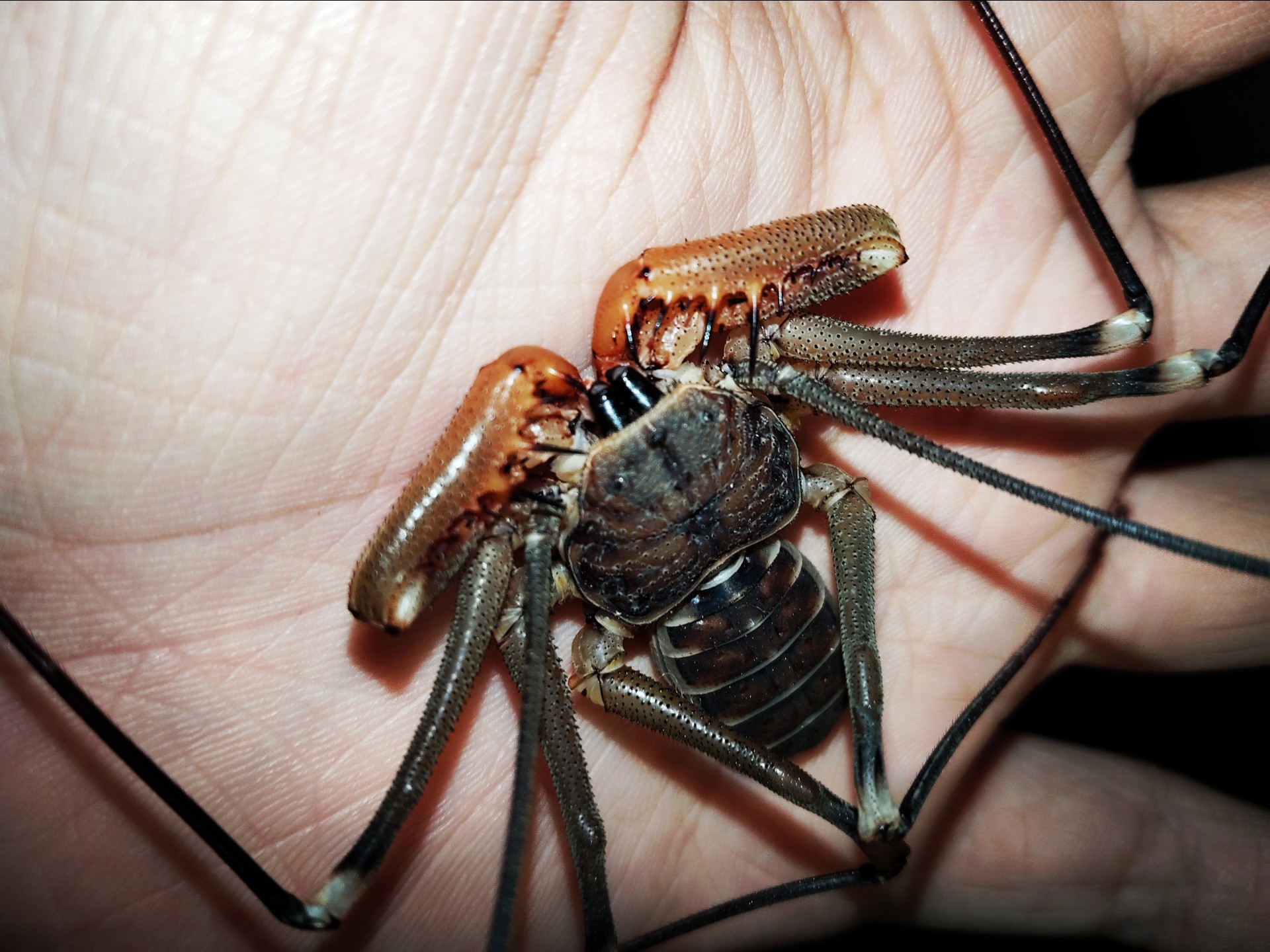 锈色鞭子蛛吔水