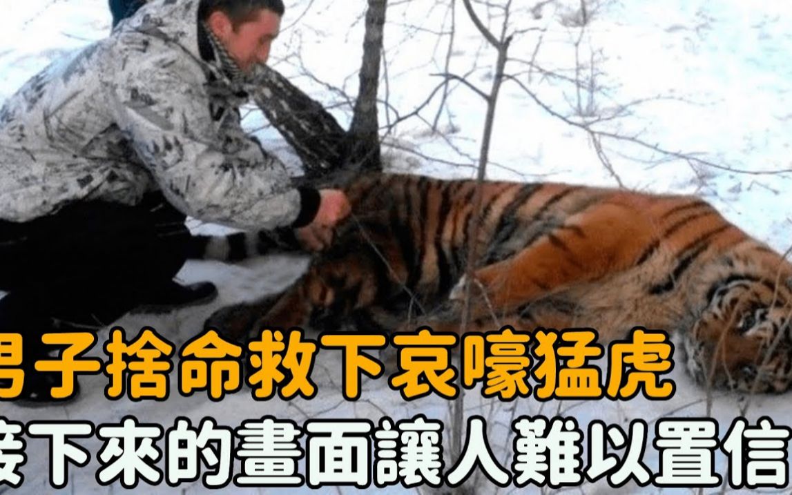 [图]暴風雪來襲！猛虎夜半哭嚎求救，男子上前竟看見難以置信的一幕！