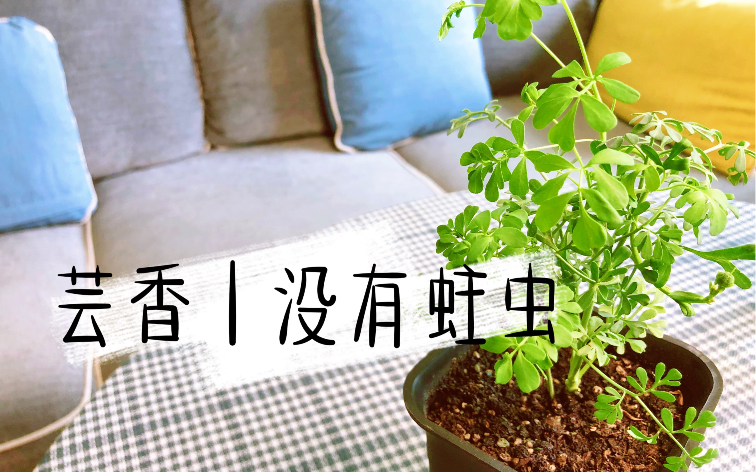 leo的香草日志芸香超级实用却十分易种的驱虫香草让你的book充满书香