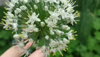 这种 洋葱 开花是蓝紫色的大花球 像大号棒棒糖一样 哔哩哔哩 Bilibili