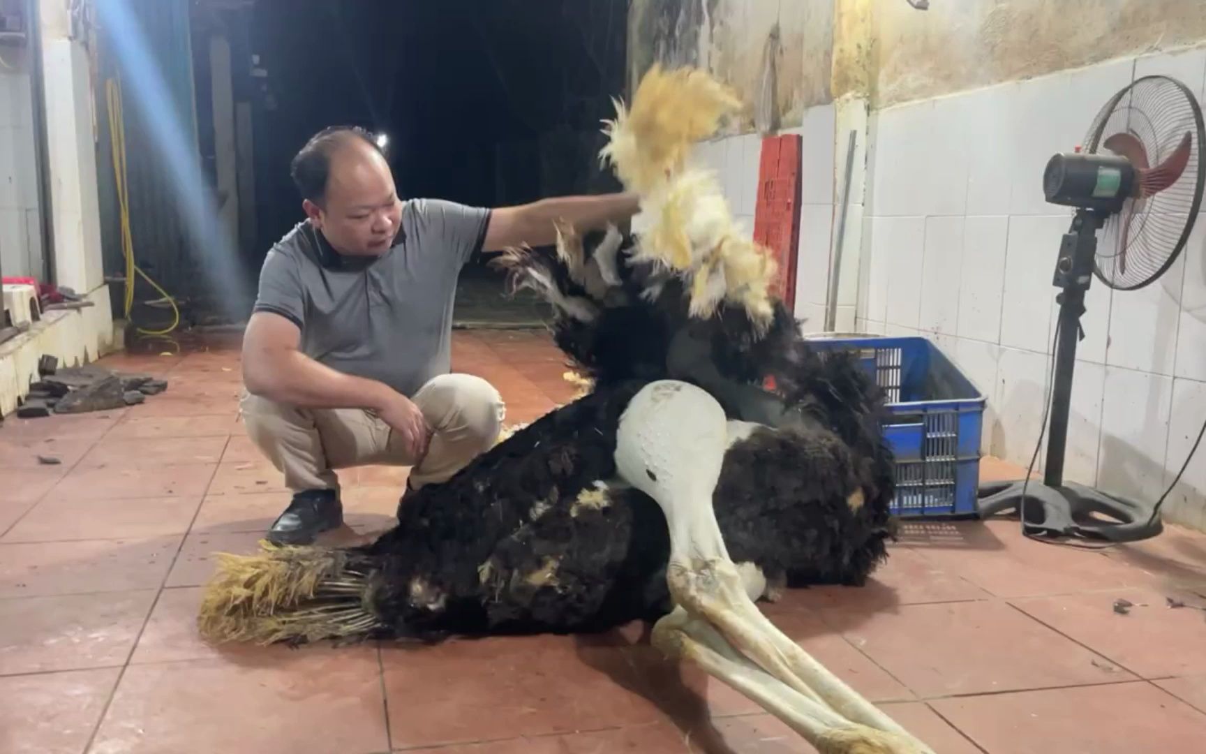 180斤的鸵鸟杀了做美食,一只腿就够不少人吃,真的是开眼界