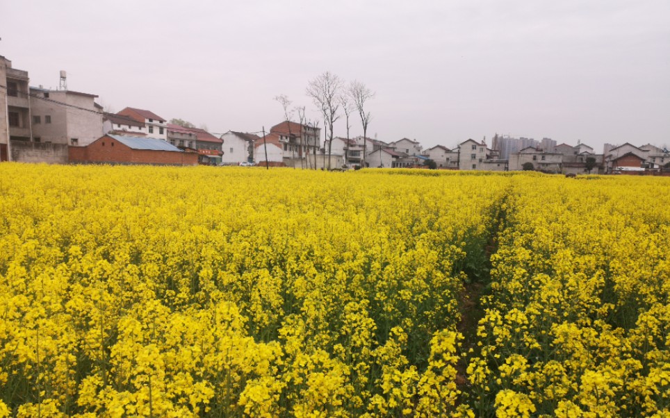 [图]油菜花开满地金，鹧鸪声里又春深。