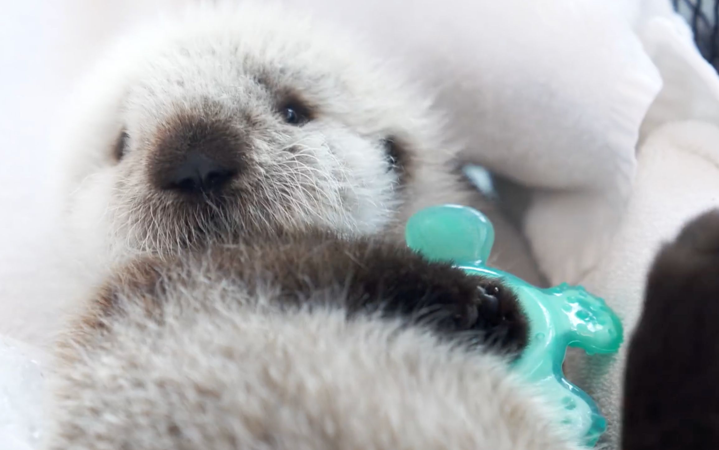 【海獭宝宝】海獭宝宝hardy的成长史,小时候好可爱