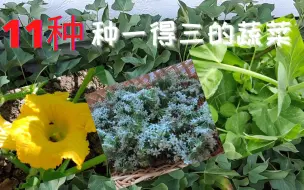 Tải video: ※强烈推荐※种菜的副产品  11种一举三得的蔬菜 种一个得三种的蔬菜