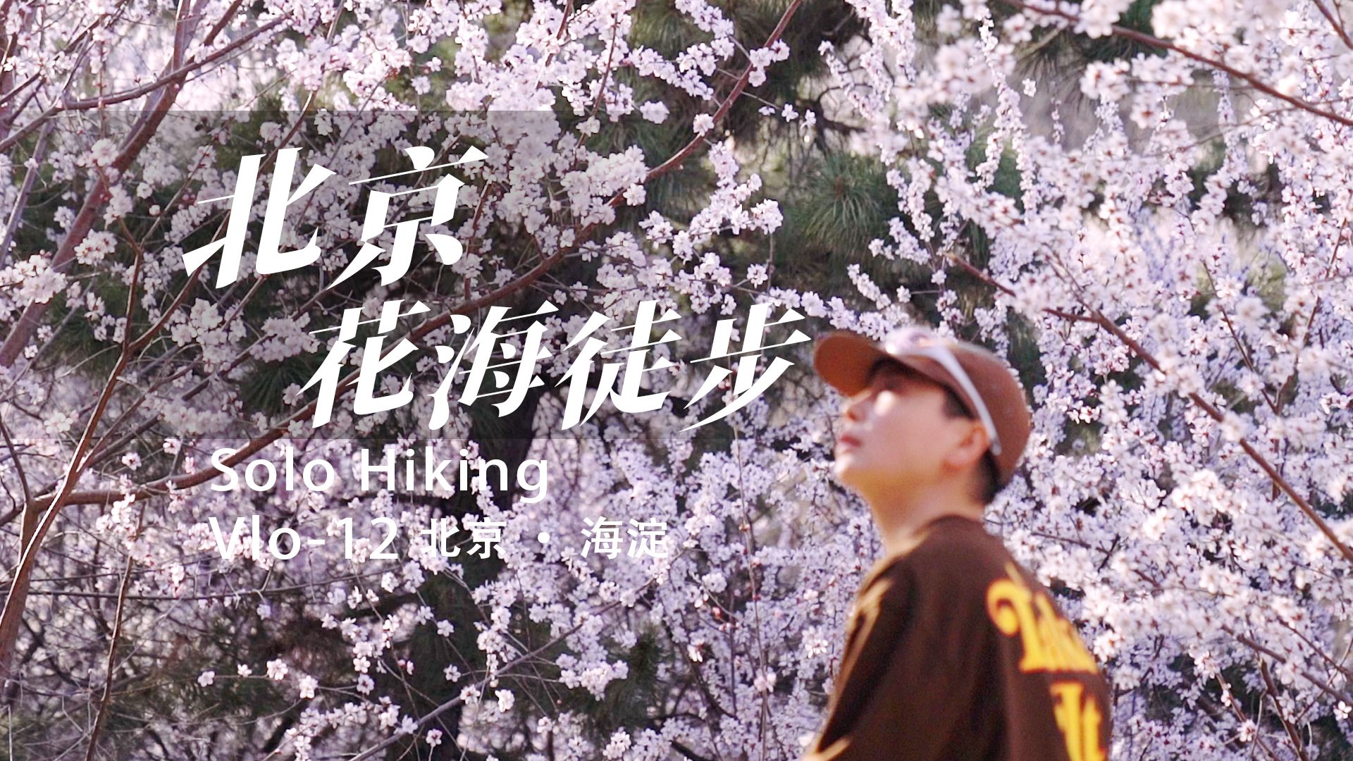 1人徒步|北京城区最适合看山花96的休闲徒步路线|百望山|漫山遍野