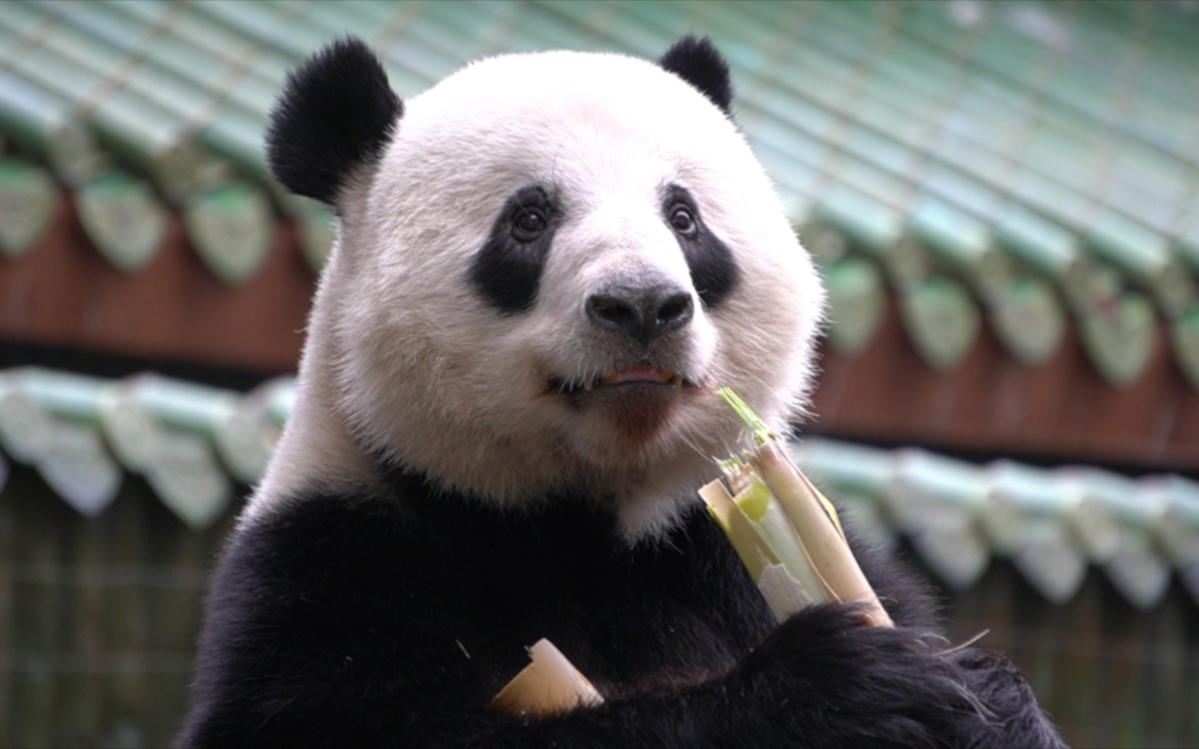 大熊猫星一# 好久不见呀哥哥