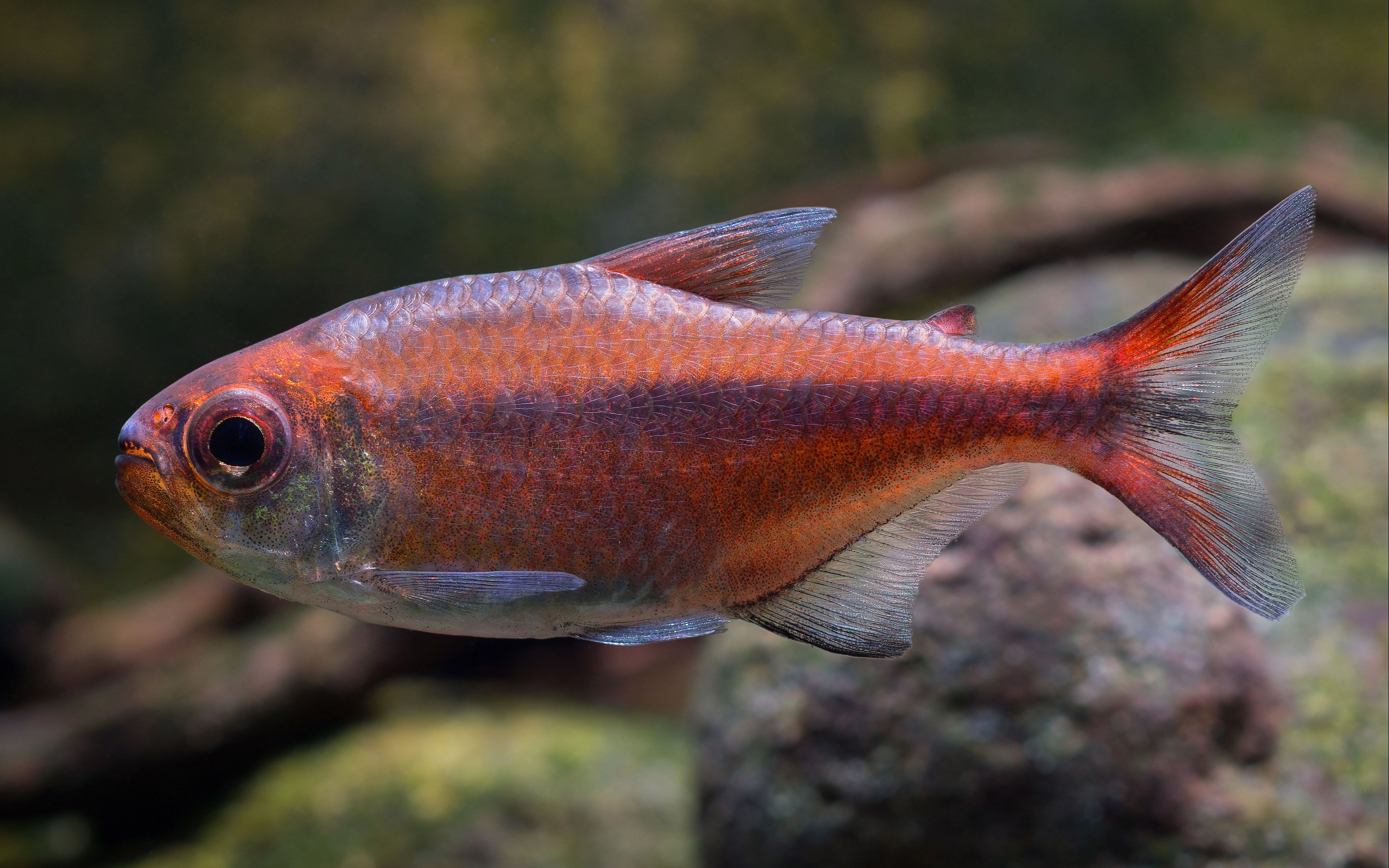 【自家鱼缸】 【灯鱼】 【热带鱼】红月可卡_哔哩哔哩 (゜-゜)つロ