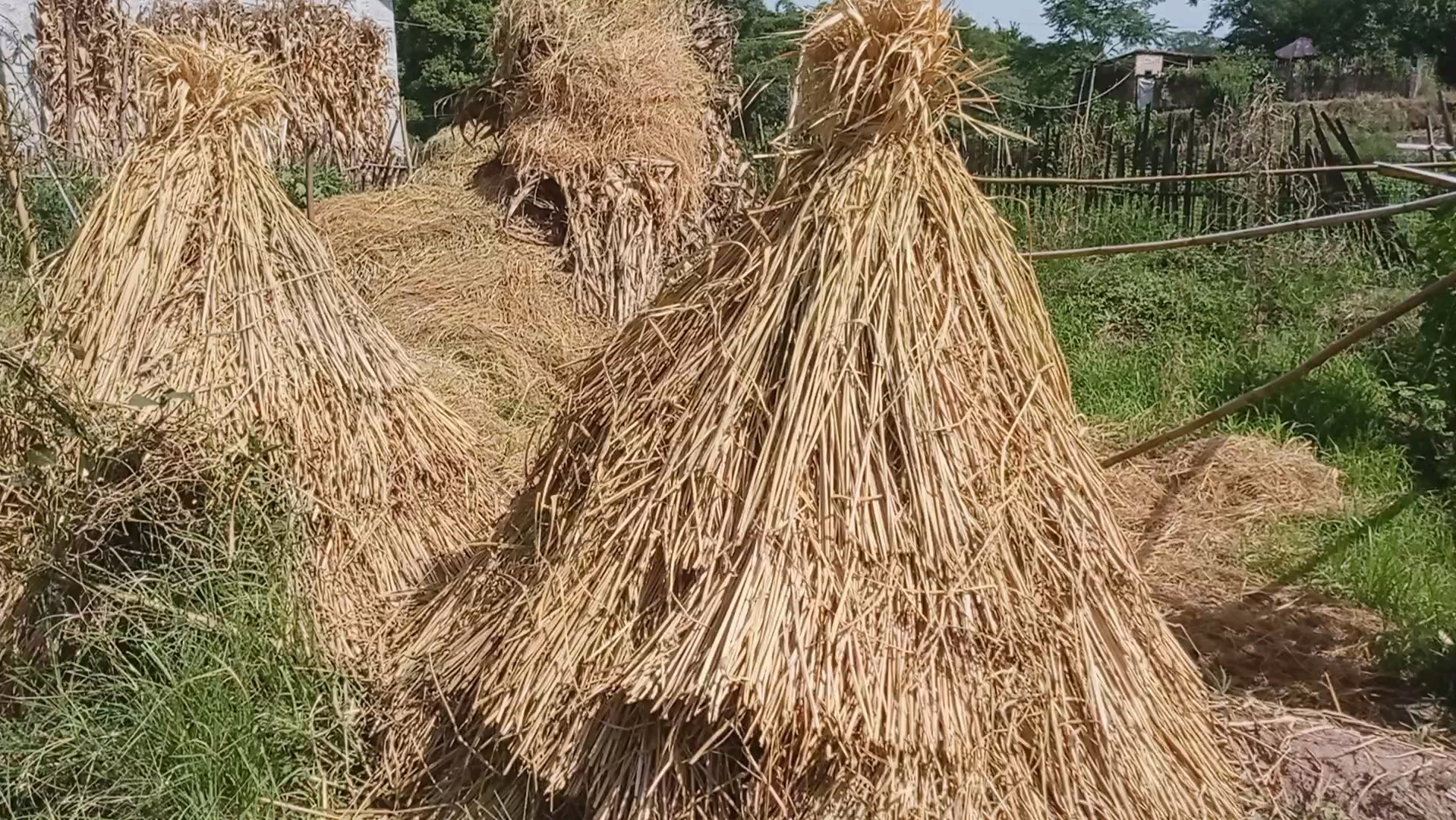 这是南方现在的小草垛,再也钻不进去躲猫猫的小孩子