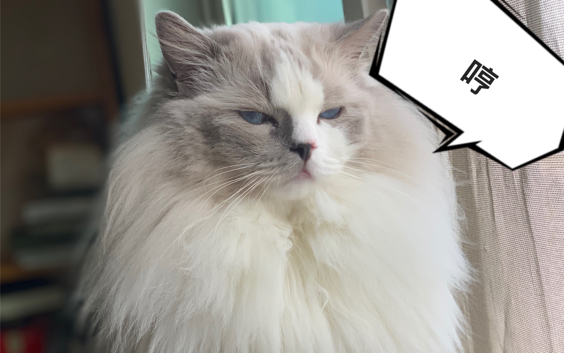 小皮皮喵仗萌捣蛋 被罚和主人一起蹲厕所