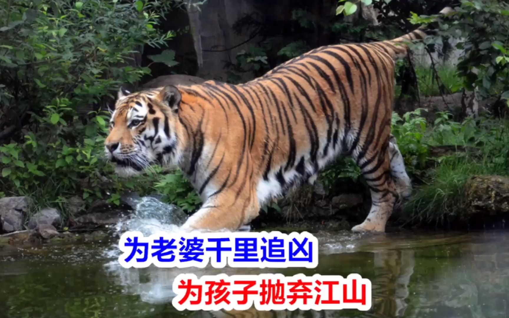 铁骨柔情!奶爸虎王萨林,单亲雄虎抚养五个幼崽成年,猛兽界清流