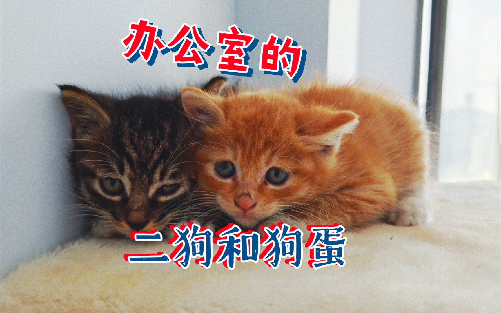 办公室迎来新成员欢迎二狗哥哥和狗蛋妹妹