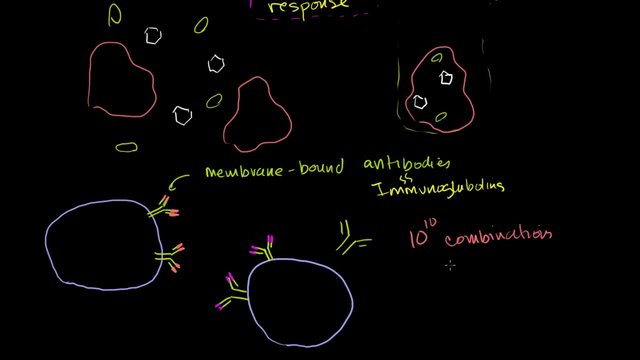 【搬运KhanAcademy】免疫系统——B lymphocytes (B cells)哔哩哔哩bilibili