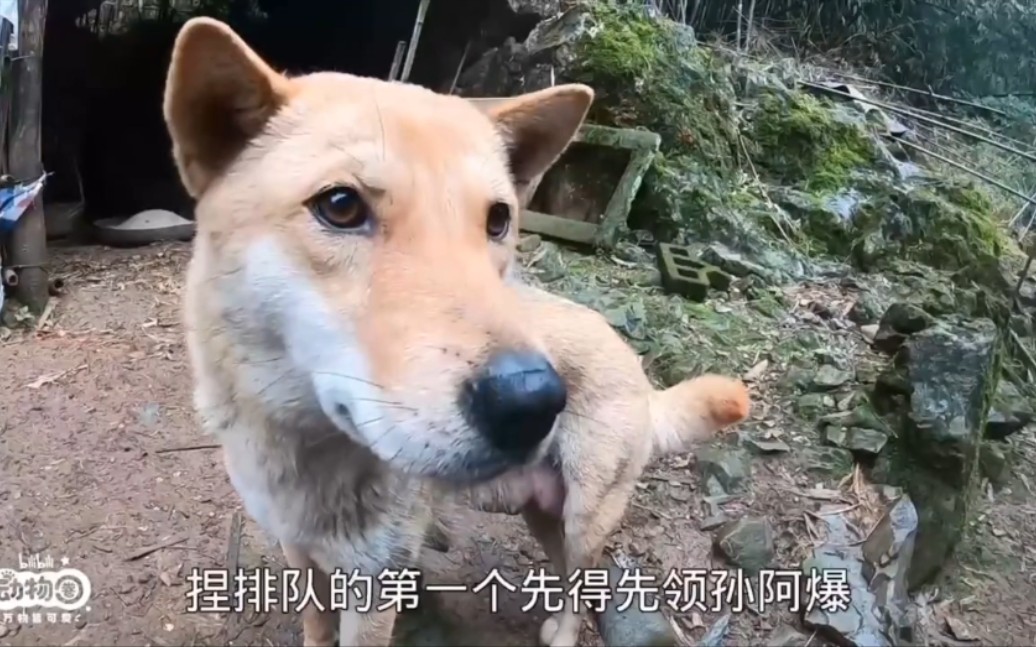 202225直播怪阿姨田园犬巡游记部分录屏