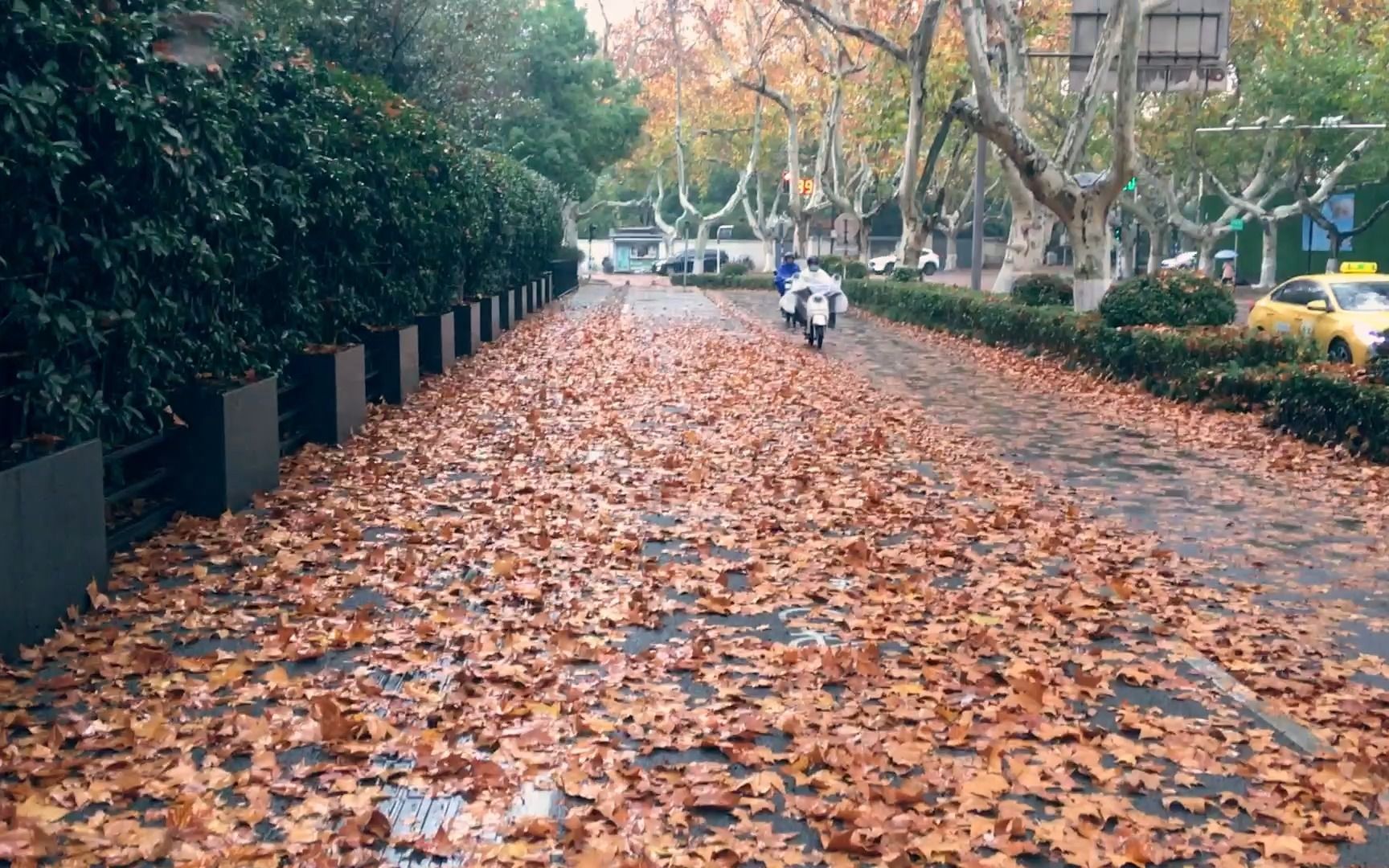 [图]一夜秋雨，落叶铺满大地，南京的秋天结束了