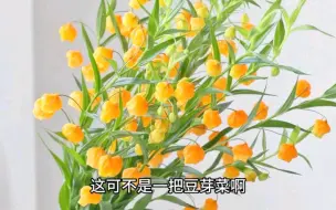 Скачать видео: 宫灯百合开花像金灿灿的小灯笼，是多年生球根花卉