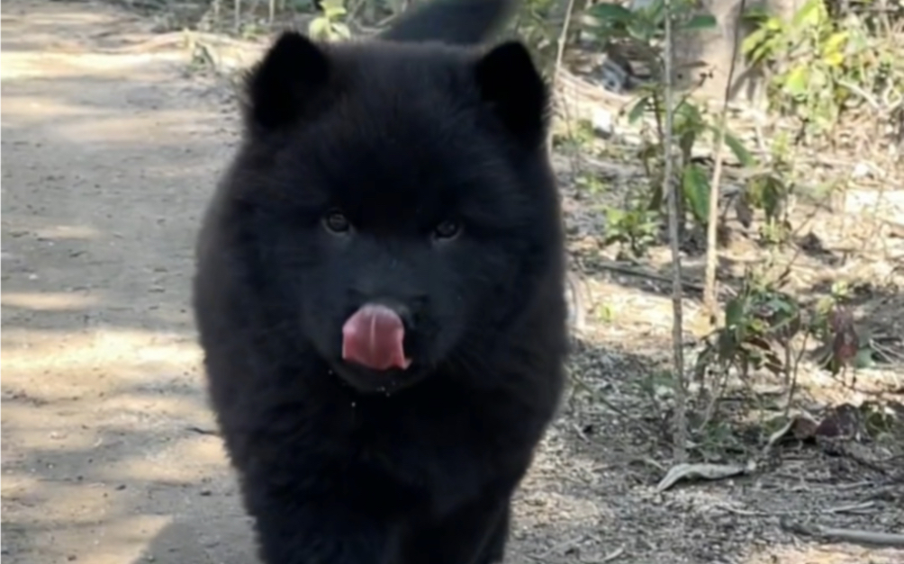 [图]中华田园犬之土松犬