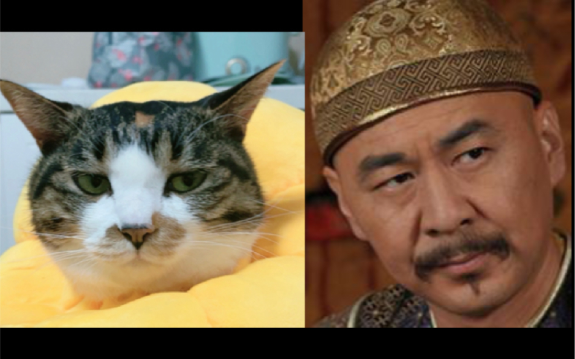 终于知道为什么要叫皇上大胖橘了