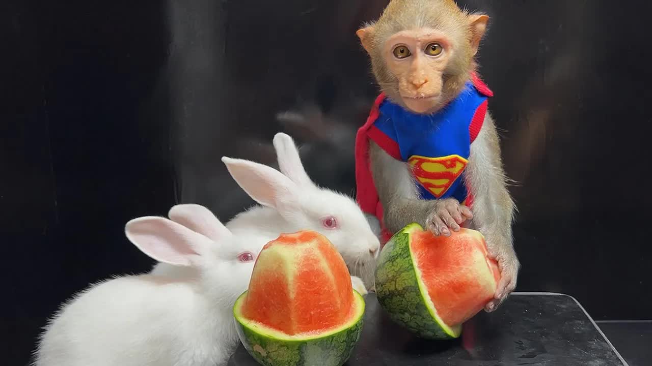 一只猴猴和两只兔兔一起吃西瓜