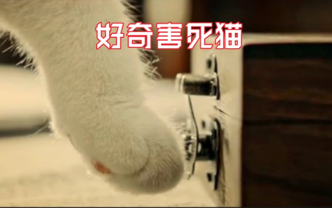 好奇害死猫!哔哩哔哩bilibili